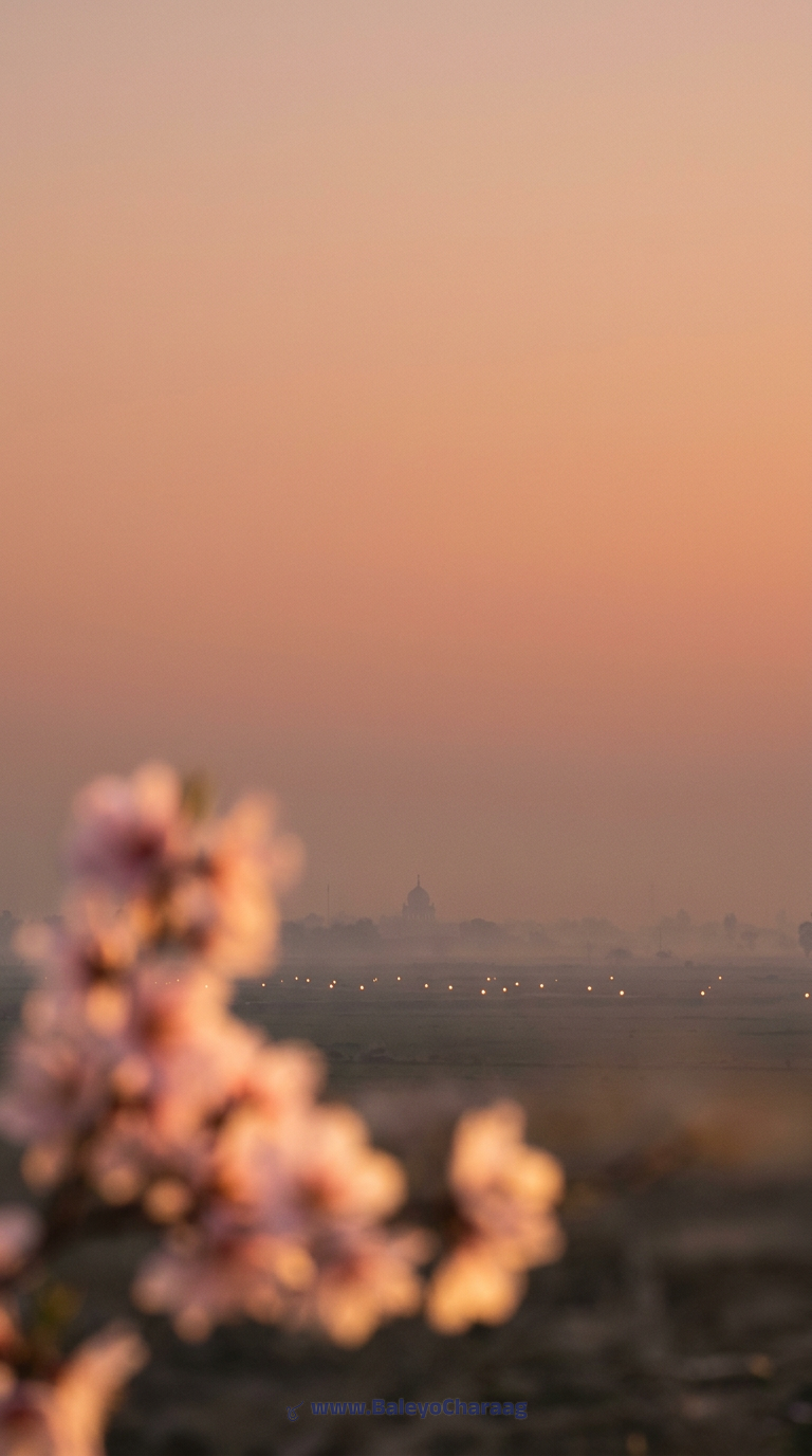 Blossom Lanterns Through Dust Haze · Phone wallpaper