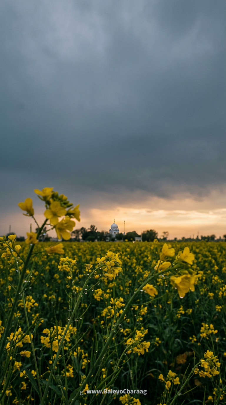 Monsoon Mustard Field Dusk · Phone wallpaper