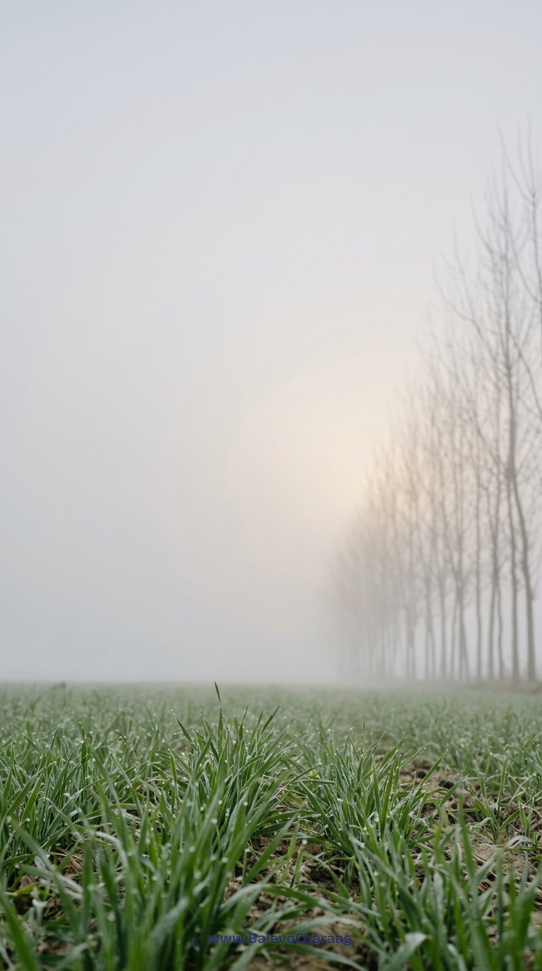 Winter Fog Over Wheat · Phone wallpaper